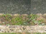 image of grave number 525551